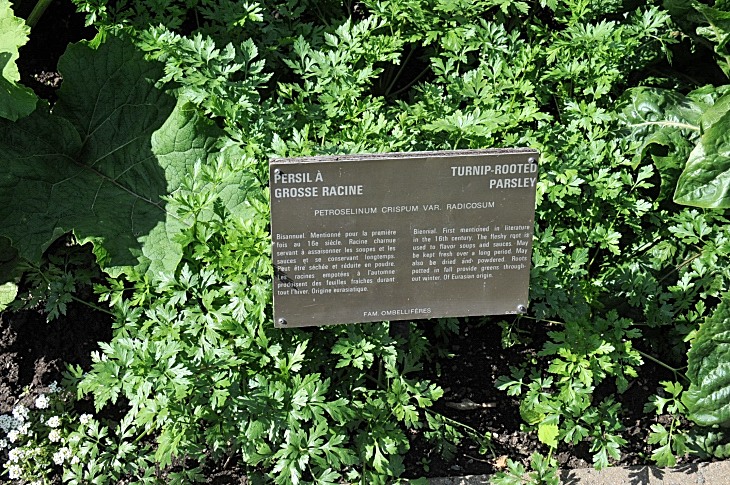 2016-7-25canadaherb 2930_01.JPG
