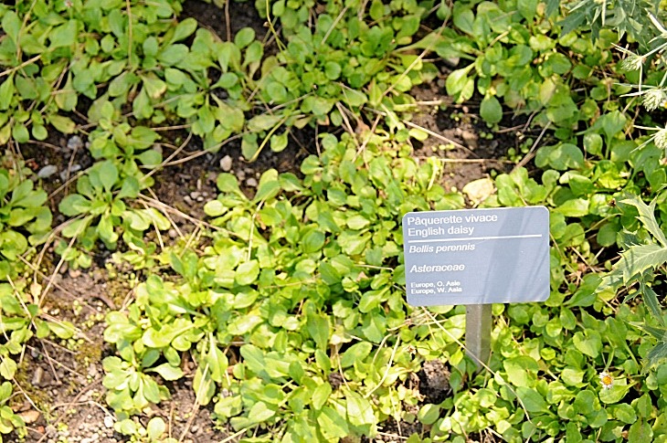 2016-7-25canadaherb 3941_01.JPG
