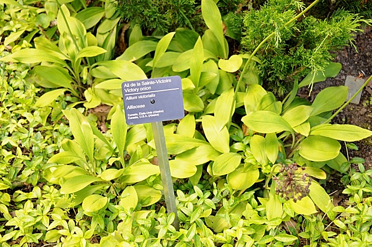 2016-7-25canadaherb 3921_01.JPG