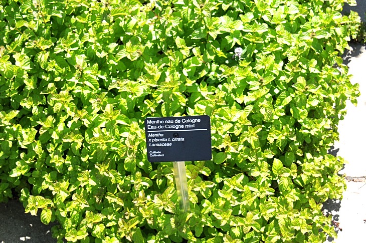 2016-7-25canadaherb 3376_01.JPG