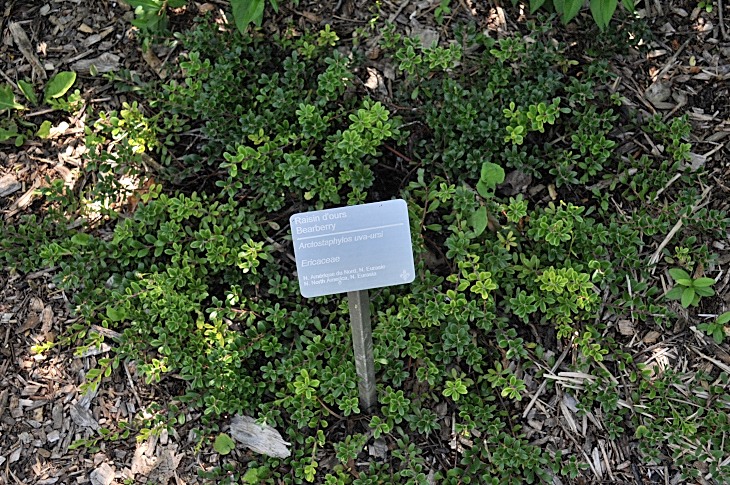 2016-7-25canadaherb 3624_01.JPG