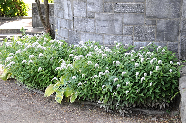 2016-7-25canadaherb 2911_01.JPG