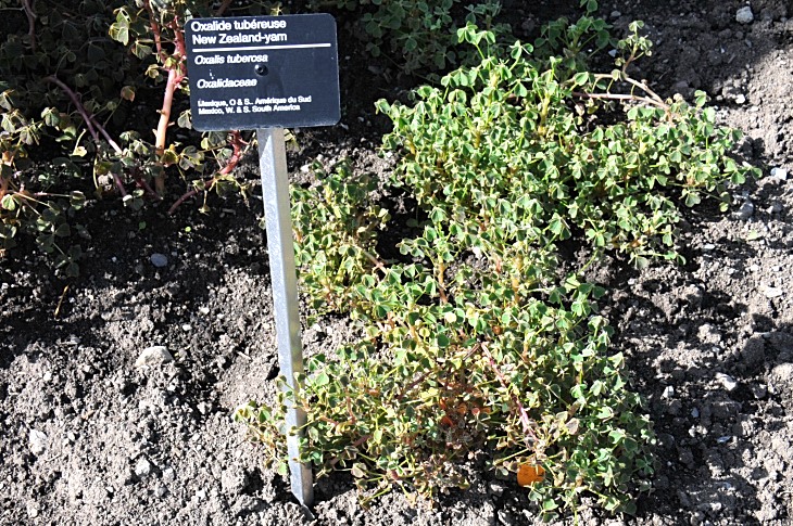 2016-7-25canadaherb 2925_01.JPG