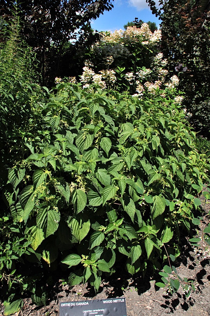 2016-7-25canadaherb 4109_01.JPG