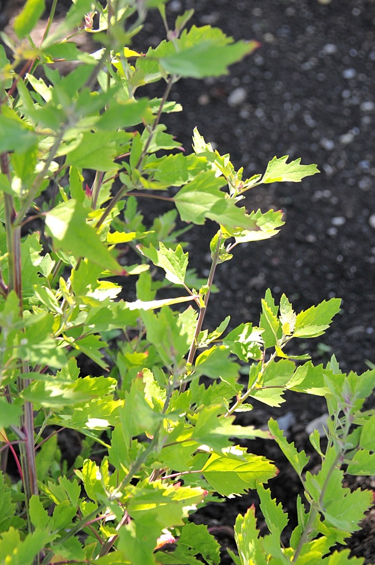 2016-7-25canadaherb 3453_01.JPG