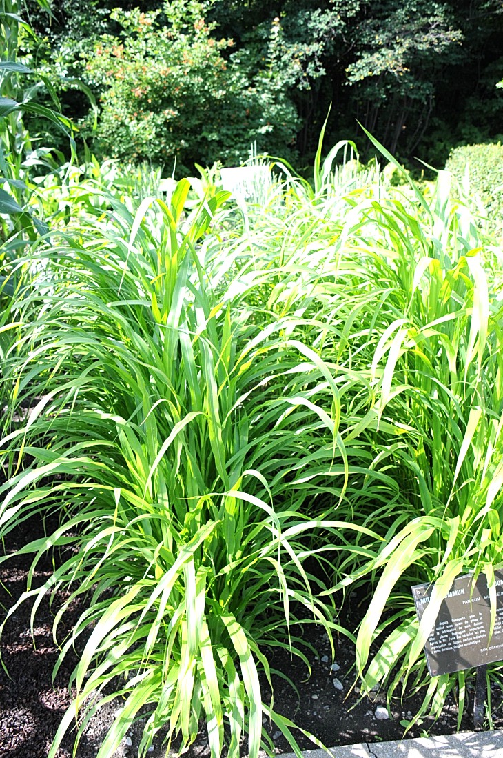 2016-7-25canadaherb 3011_01.JPG