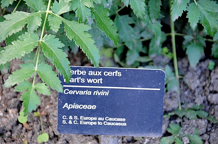 2016-7-25canadaherb 3933_01.JPG