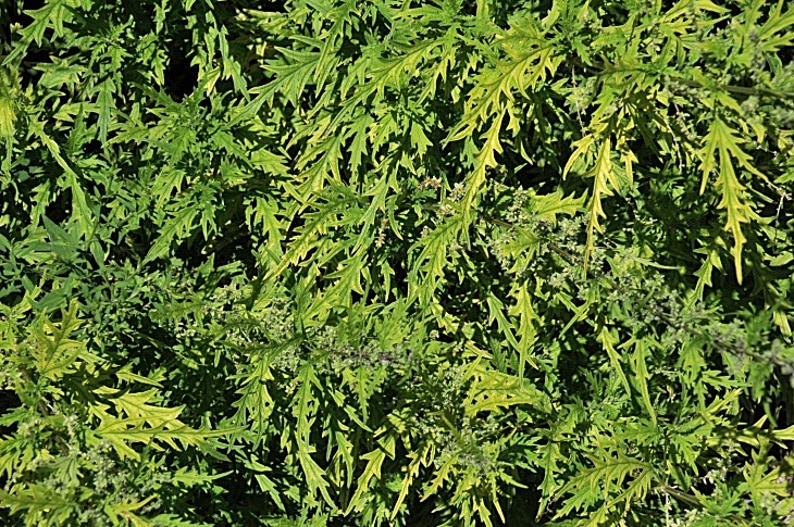 2016-7-25canadaherb 3619_01.JPG