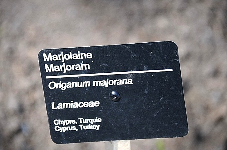 2016-7-25canadaherb 4015_01.JPG