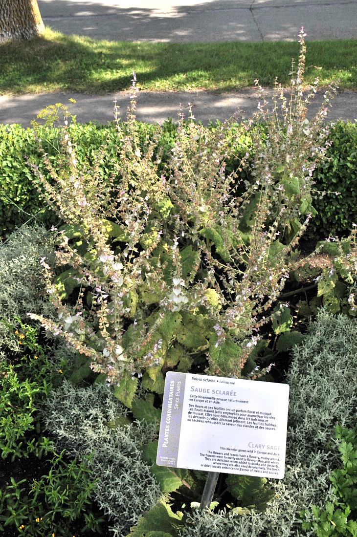 2016-7-25canadaherb 3134_01.JPG