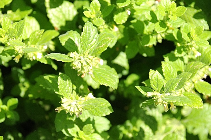 2016-7-25canadaherb 3801_01.JPG