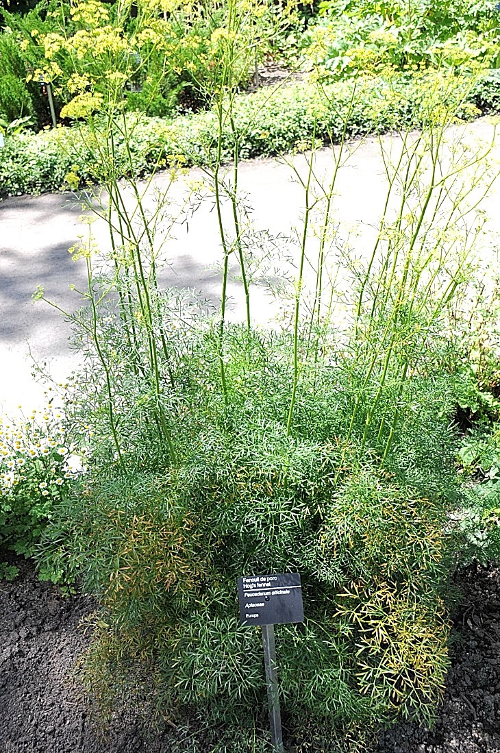 2016-7-25canadaherb 4018_01.JPG