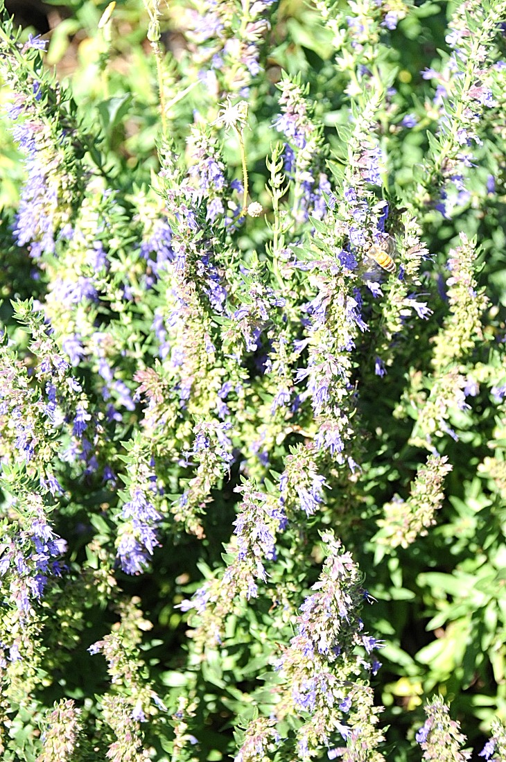 2016-7-25canadaherb 3351_01.JPG