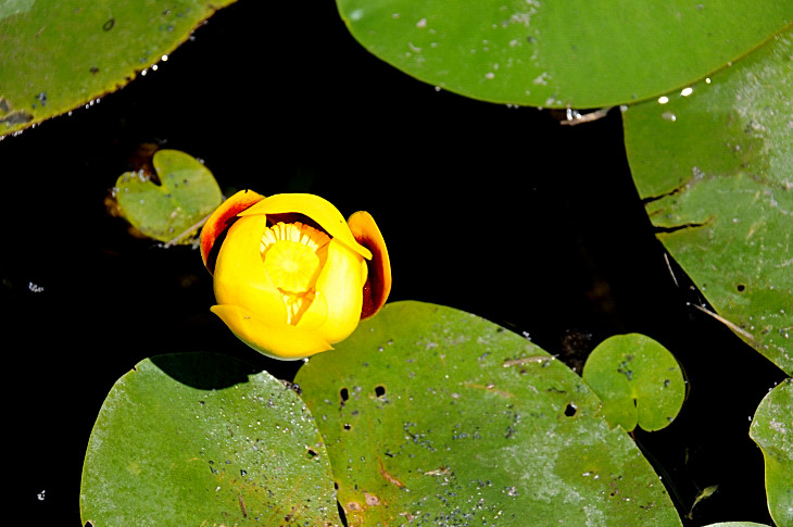 2016-7-25canadaherb 4233_01.JPG