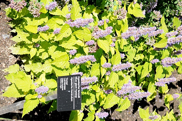 2016-7-25canadaherb 3347_01.JPG