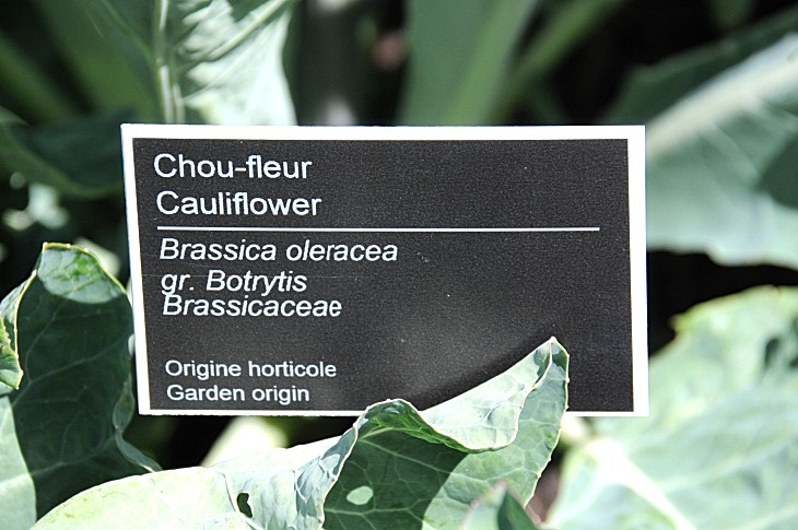 2016-7-25canadaherb 3713_01.JPG