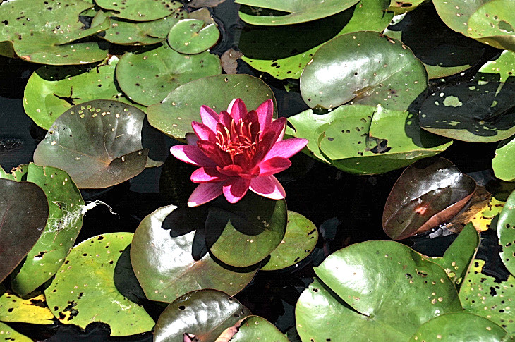 2016-7-25canadaherb 4244_01.JPG