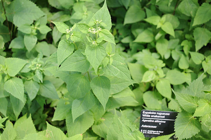 2016-7-25canadaherb 4151_01.JPG