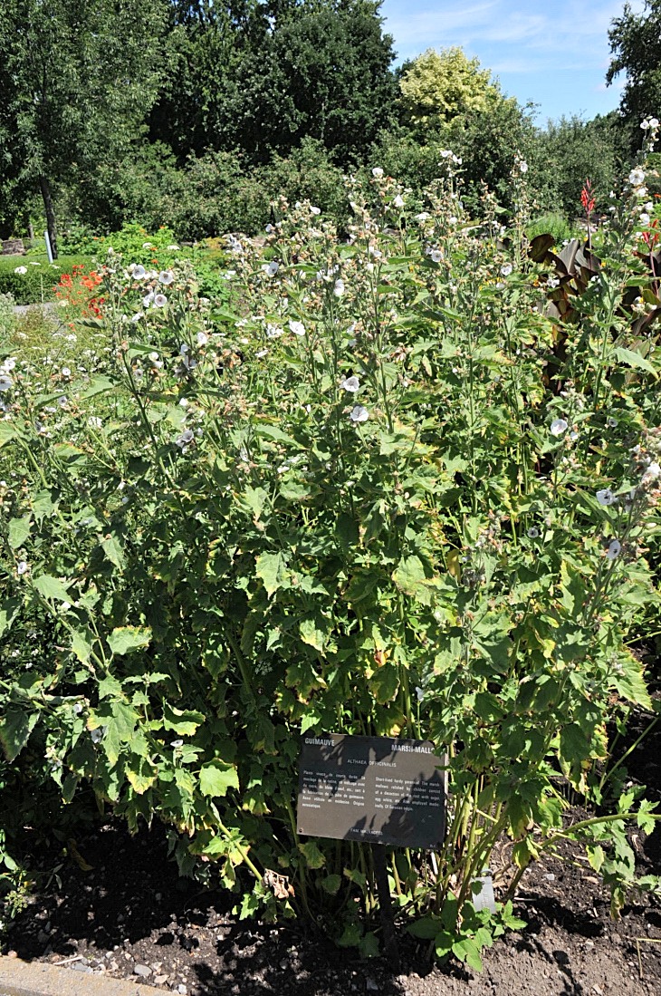 2016-7-25canadaherb 3705_01.JPG