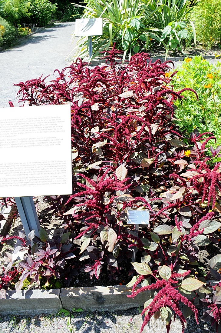 2016-7-25canadaherb 3532_01.JPG