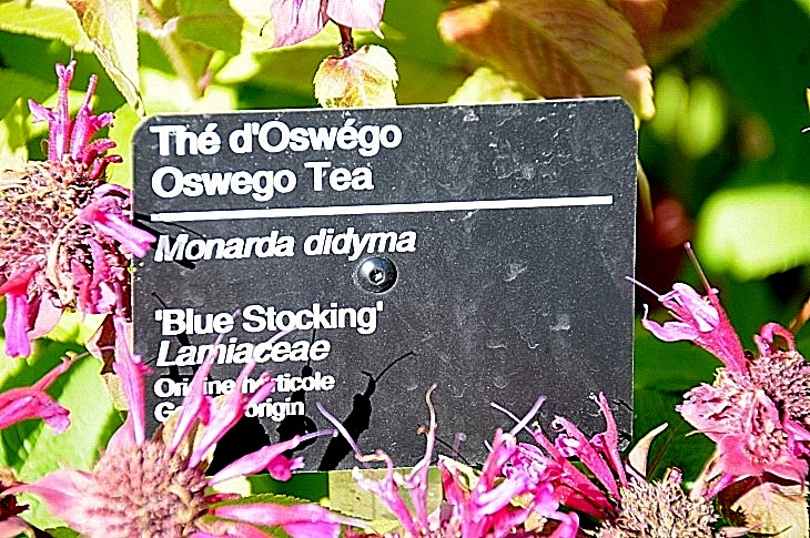 2016-7-25canadaherb 3207_01.JPG