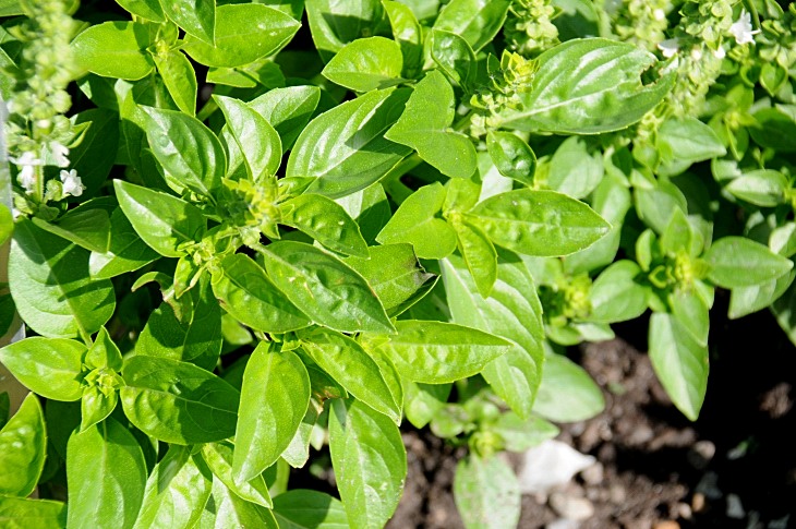 2016-7-25canadaherb 3071_01.JPG