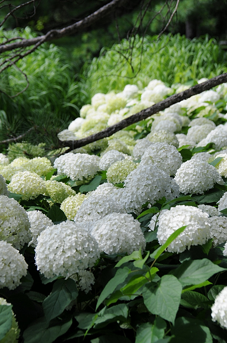 2016-7-25canadaherb 4158_01.JPG