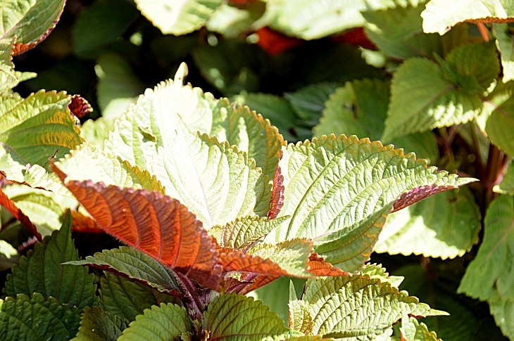 2016-7-25canadaherb 3062_01.JPG