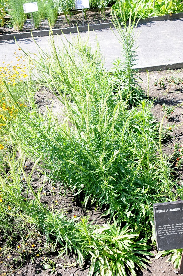 2016-7-25canadaherb 3567_01.JPG