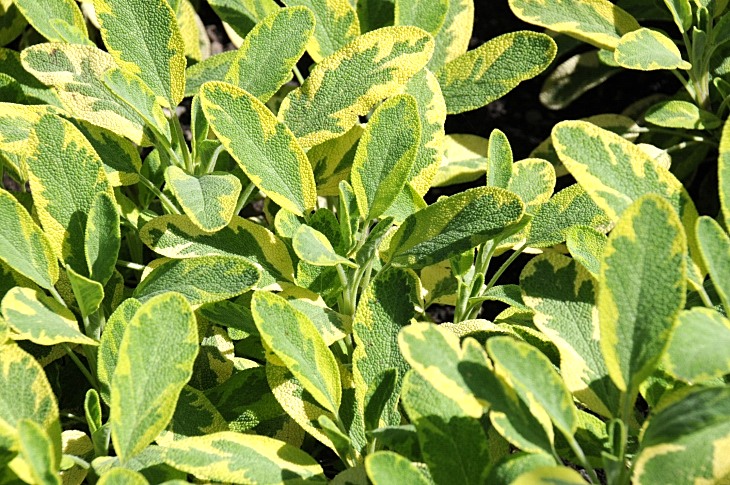 2016-7-25canadaherb 3083_01.JPG