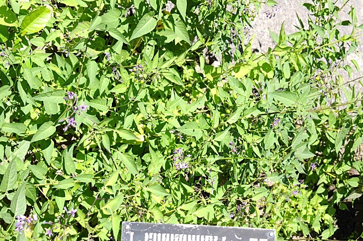 2016-7-25canadaherb 4081_01.JPG