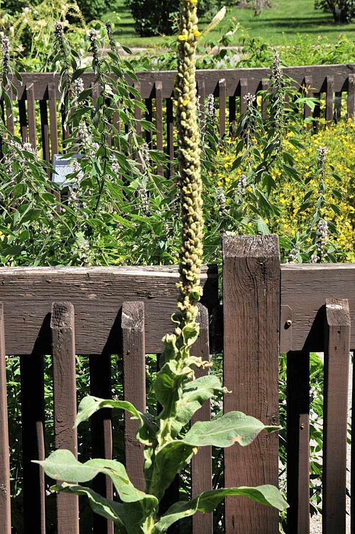 2016-7-25canadaherb 3879_01.JPG