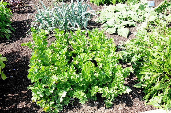 2016-7-25canadaherb 2947_01.JPG