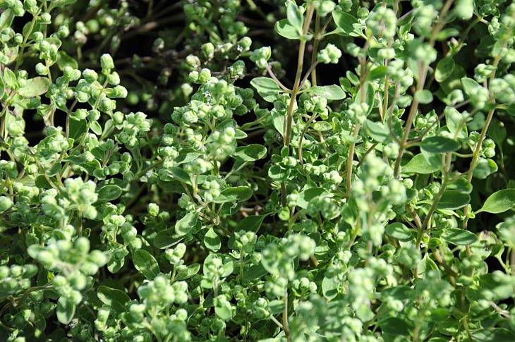 2016-7-25canadaherb 3053_01.JPG