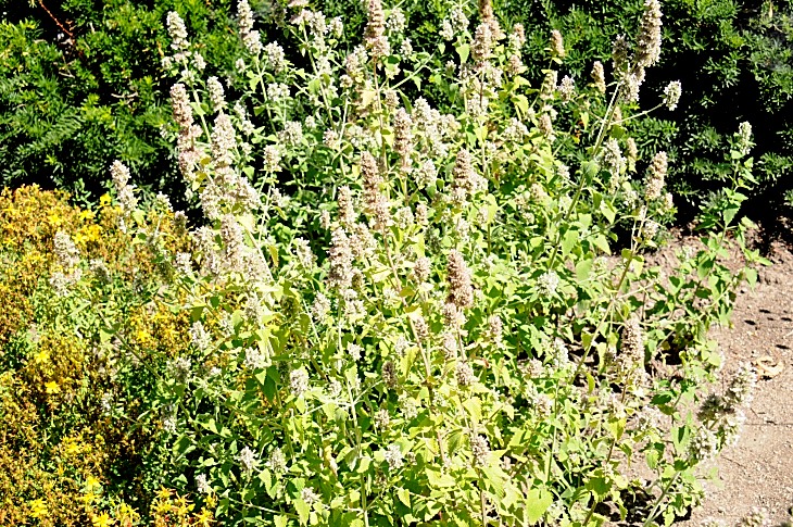 2016-7-25canadaherb 3786_01.JPG
