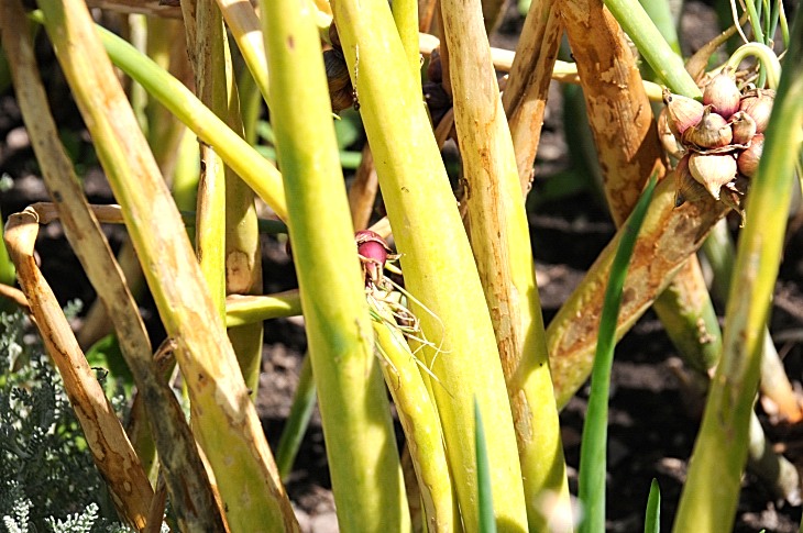 2016-7-25canadaherb 3648_01.JPG