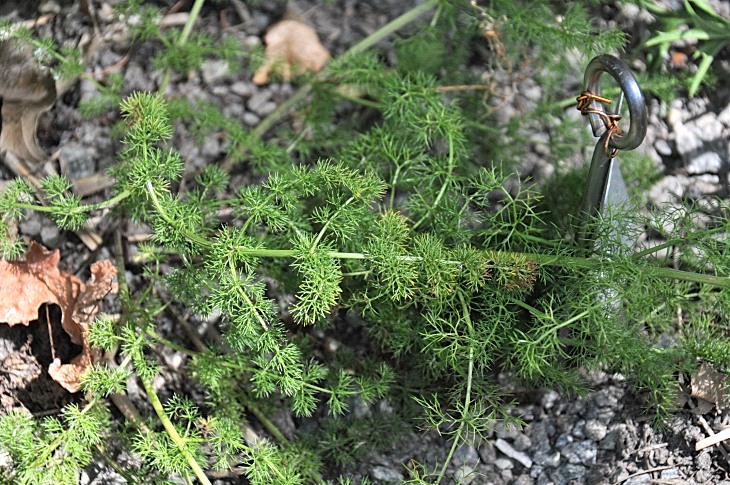 2016-7-25canadaherb 3964_01.JPG