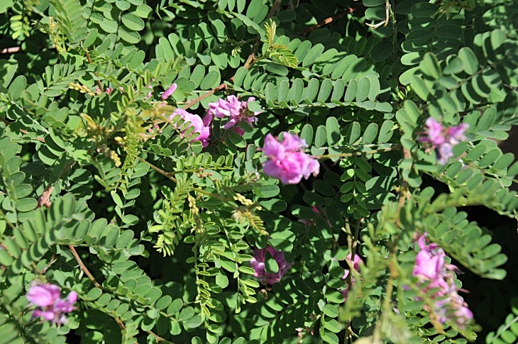 2016-7-25canadaherb 3540_01.JPG