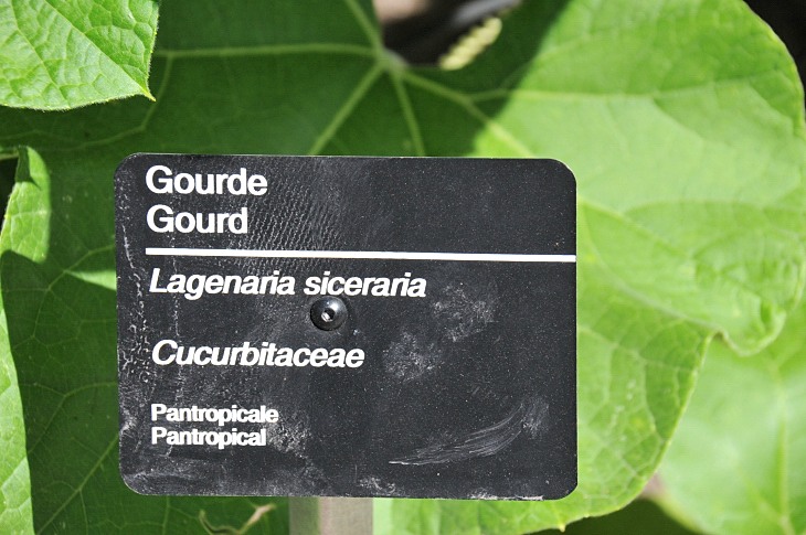 2016-7-25canadaherb 3975_01.JPG