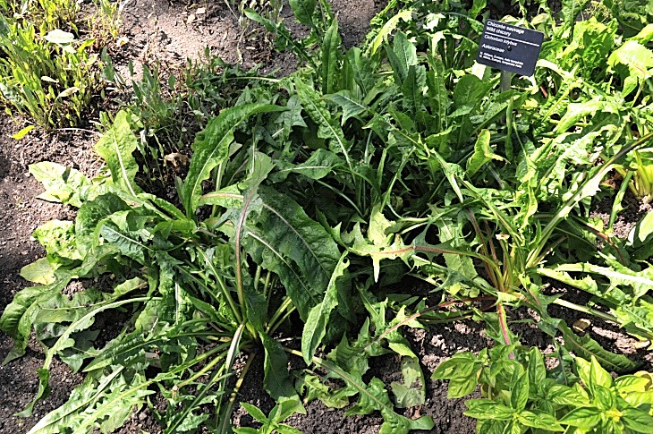 2016-7-25canadaherb 4040_01.JPG