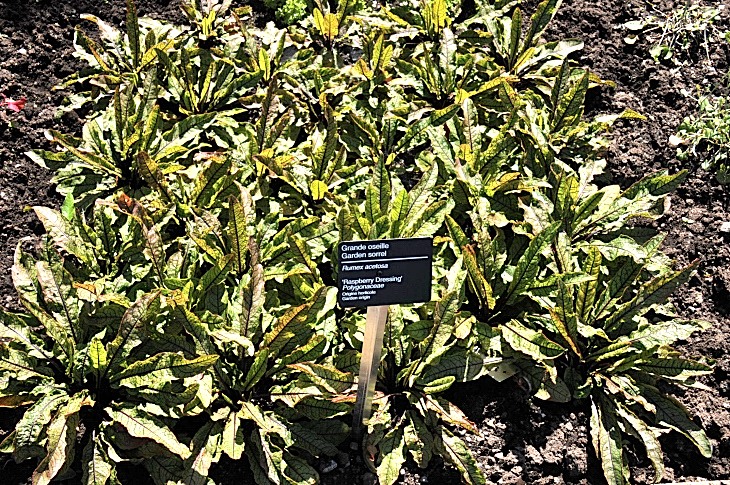 2016-7-25canadaherb 3439_01.JPG