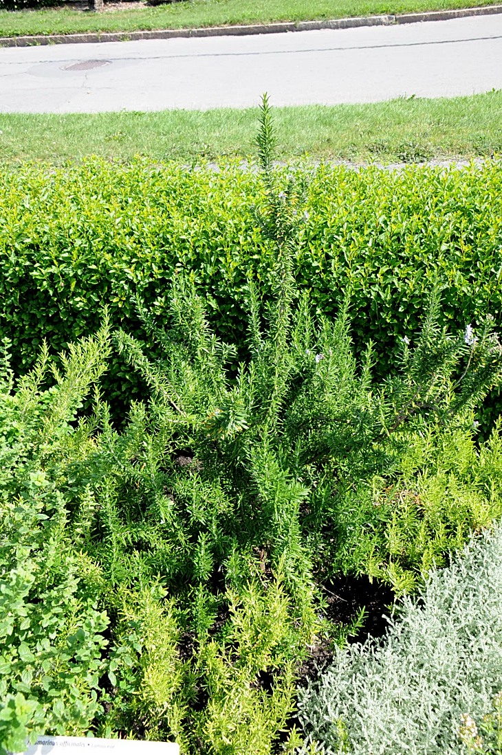 2016-7-25canadaherb 3037_01.JPG