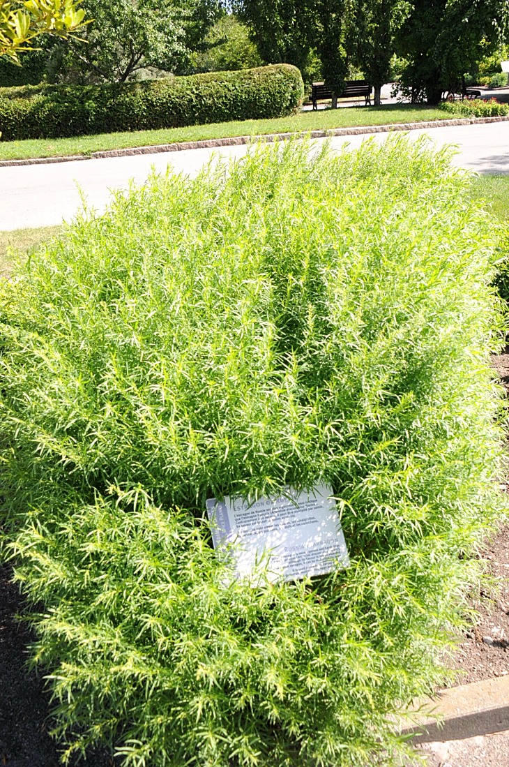 2016-7-25canadaherb 3116_01.JPG
