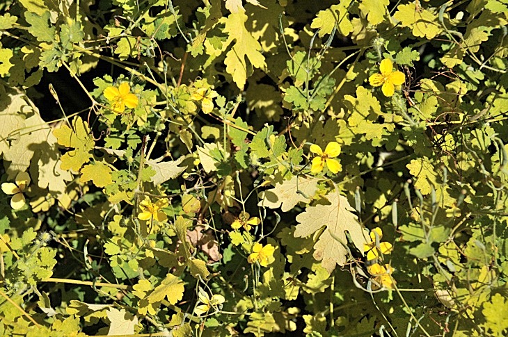2016-7-25canadaherb 3825_01.JPG