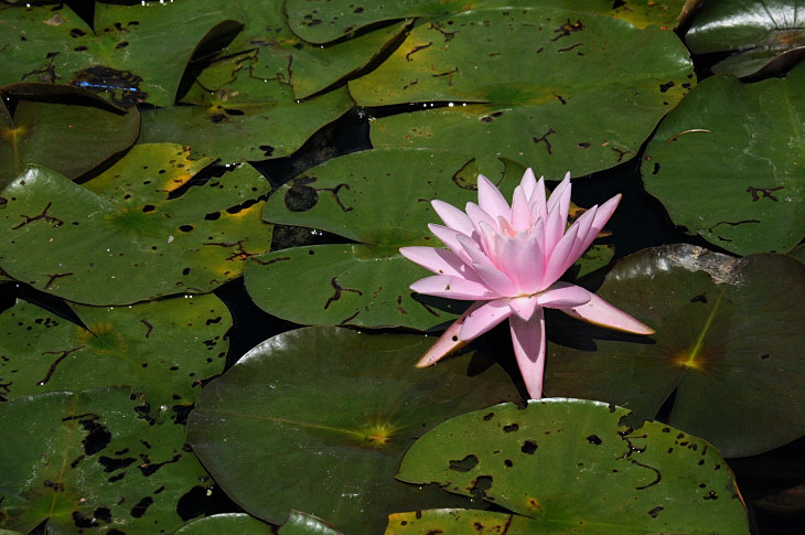 2016-7-25canadaherb 4229_01.JPG