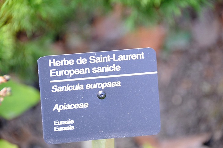 2016-7-25canadaherb 3916_01.JPG