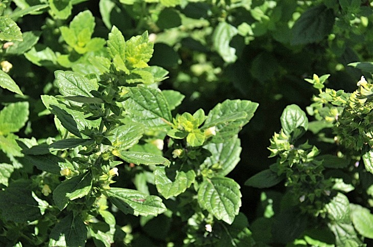 2016-7-25canadaherb 3654_01.JPG