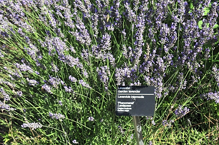 2016-7-25canadaherb 3359_01.JPG
