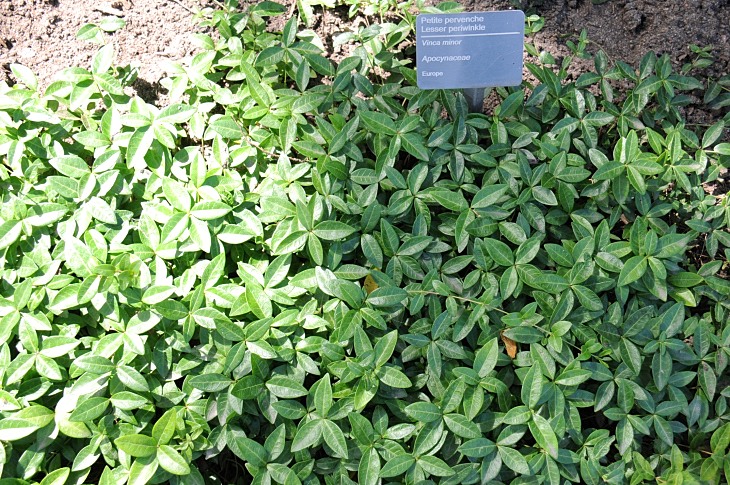 2016-7-25canadaherb 3936_01.JPG