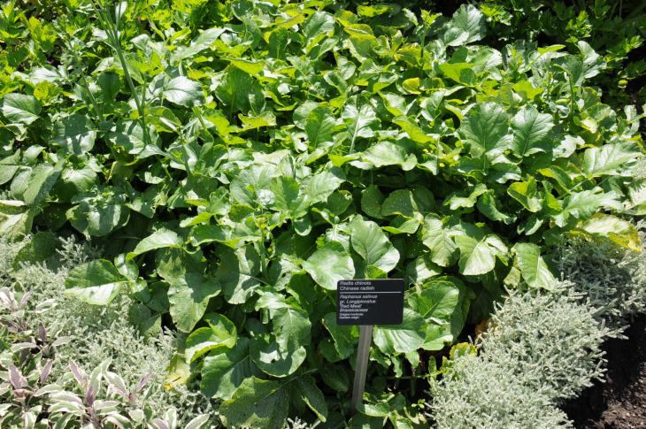 2016-7-25canadaherb 3506_01.JPG